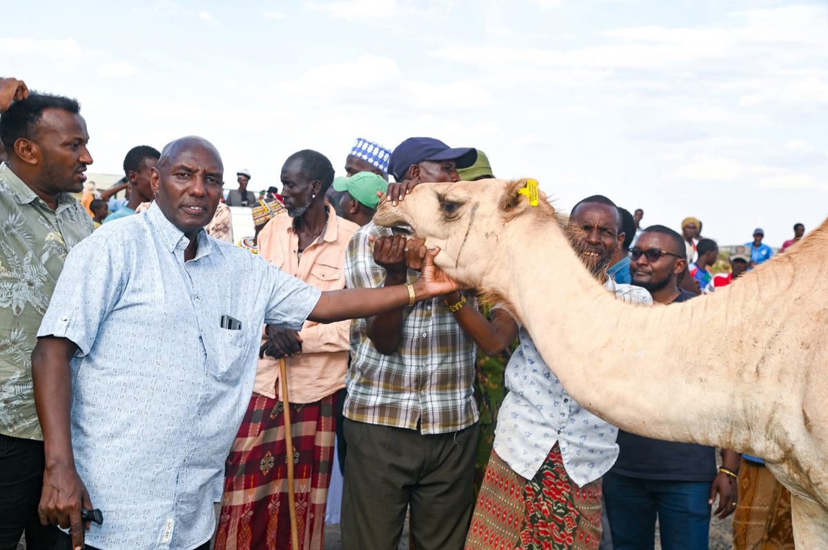 harsama_kello's tweet image. In the vast,arid lands of Marsabit County,camels remain the heartbeat of survival ; Providing food,income &amp;amp; transport,while standing as a symbol of strength &amp;amp; resilience .For these families,a camel is not just livestock ,it is a wealth, pride,&amp;amp; the promise of tomorrow.