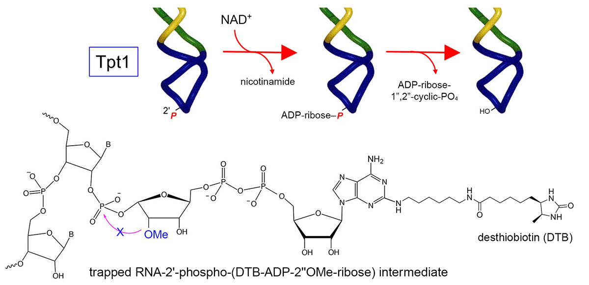 RNAJournal's tweet image. Desthiobiotin (DTB)-modified and TAMRA-modified 2&apos;&apos;OMeNAD+ are RNA 2&apos;-phosphotransferase (Tpt1) poisons that enable affinity-tagging and fluorescence-tagging of internal RNA 2&apos;-phosphate groups. bit.ly/46dMUHZ