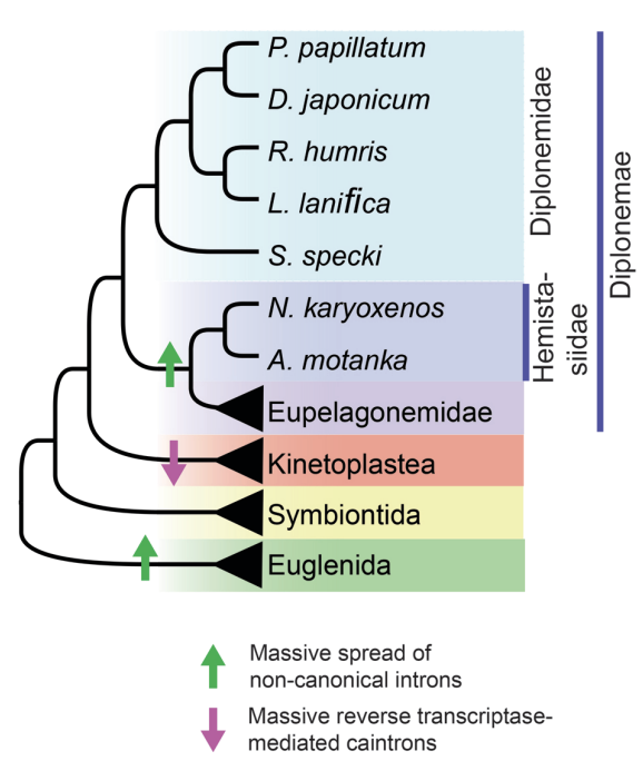 RNA tweet media