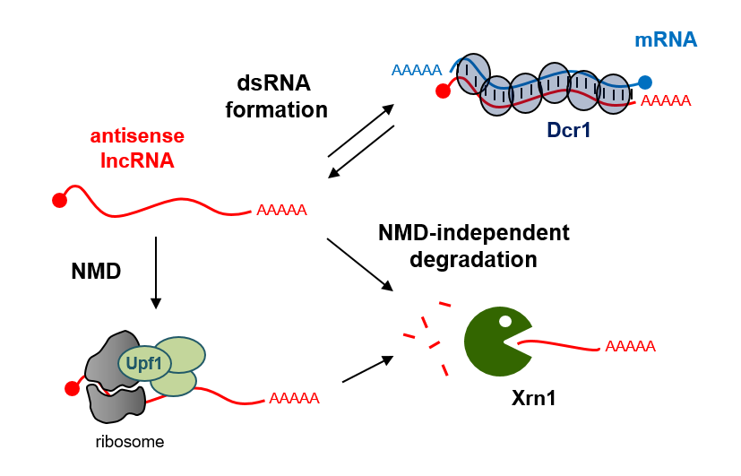 RNA tweet media