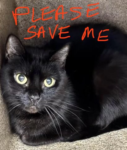 catgirl321's tweet image. 🆘CODE RED: PRIORITY🆘
Sweet, very friendly MIDNIGHT STAR (3yrs) needs #IMMEDIATE #RESCUE‼️

*PLEDGES CRUCIAL TO SAVE HER LIFE*

PLEASE #RT #SHARE #PLEDGE #FOSTER #ADOPT - ALL you can do to #HELP✔️
#cats #CA #Devore #SanBernardino #AdoptDontShop #SharingSavesLives
RT@JLthekid9999