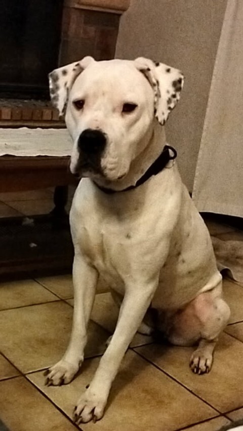 vigipets's tweet image. 🟠 🐶 Chien perdu le 23/10/2025 à Nantes (44100).
Race : Dogue Argentin / Âge : 3 an(s)
Dorka / Femelle / Identifié(e) : Oui

☎️ 0626442886
📧  dogocatherine@gmail.com

#VigiPets #chienperdu #chientrouve #chien #perdu #trouve