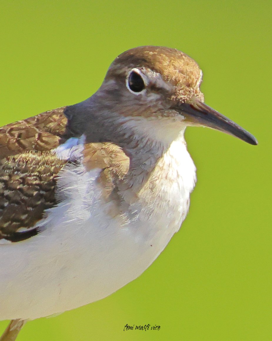 Xivitona  
#xivitona #andarríoschico #actitishypoleucos #commonsandpiper