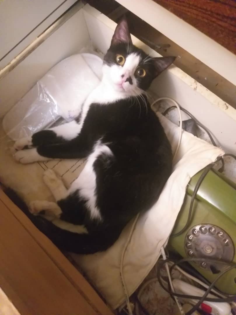 #هدیه قشنگمون جدیدا جاشو پیدا کرده، عاشق خوابیدن بین سیم‌ها و بالشت بنده هستش 😅
زندگی هنوز قشنگه وقتی بخوای ادامه‌ش بدی😽
هدیه، کوچولوی بی‌ادعایی که هنوز با نگاهش امید پخش می‌کنه قربونش بشم
#حمایت_از_حیوانات_معلول 
#بهشت_شیرین