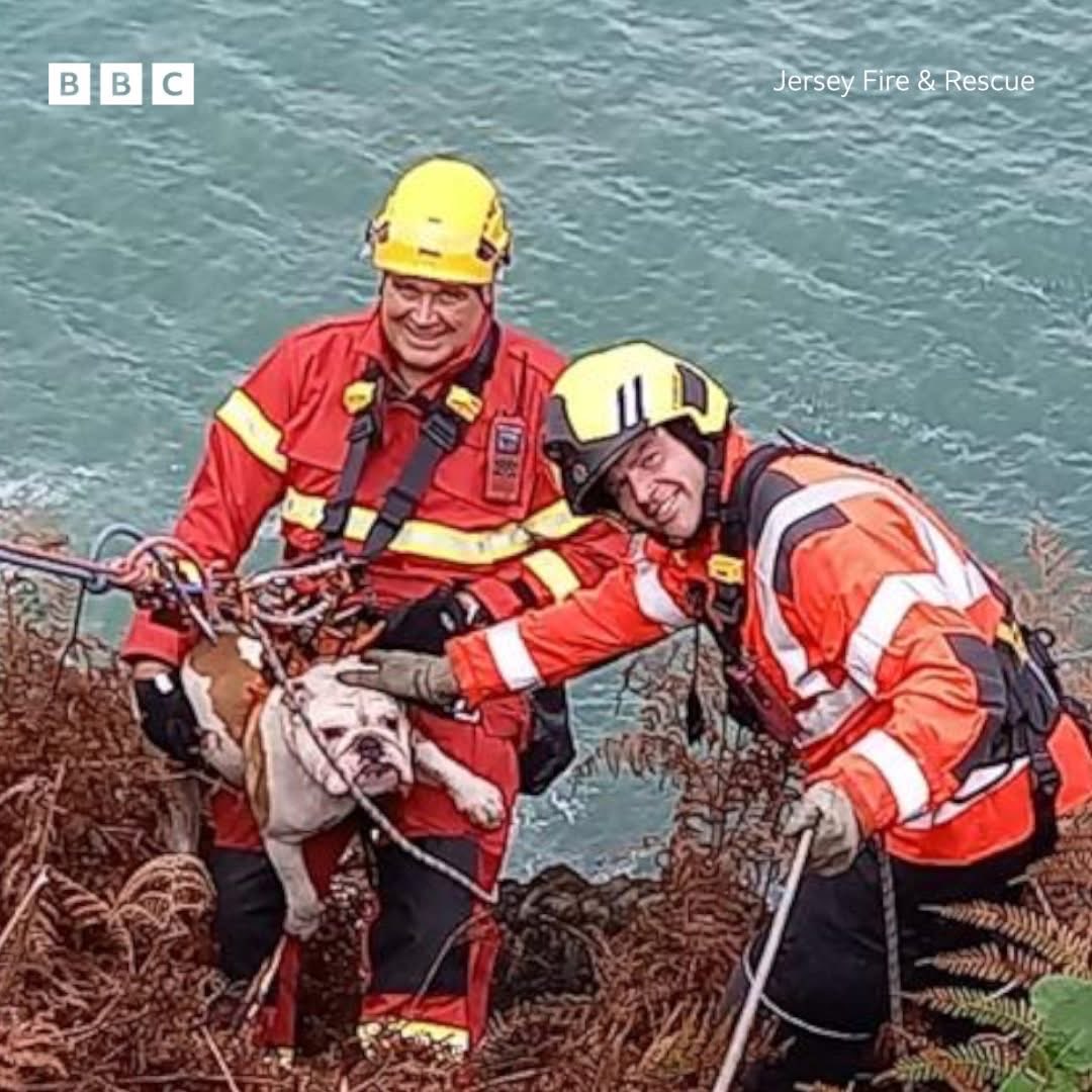 domdyer70's tweet image. 🐾 Meet George Bullfrog, the adventurous bulldog who took a tumble off the cliff path at Bouley Bay.

Thanks to Jersey Fire &amp;amp; Rescue , George was safely rescued from a ledge 15m down.

#jerseyci #dogrescue