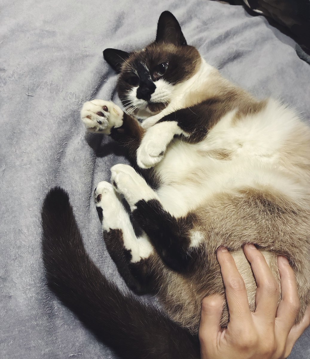 ねこ♡ ねこに転生したおじさん×WEGOコラボクッション – WEGO ONLINE STORE