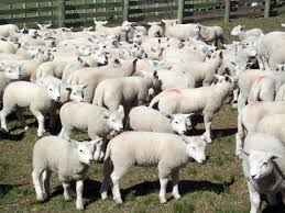 INIA: Taller Gestación Ovina detecta potencial de 117 corderos/100 ovejas. 🐑📊 Preñez promedio 93,4%. Resultados varían por sistema productivo. ¡Gran potencial! #OvinosUY #INIA #Ganadería #AgroAvisos