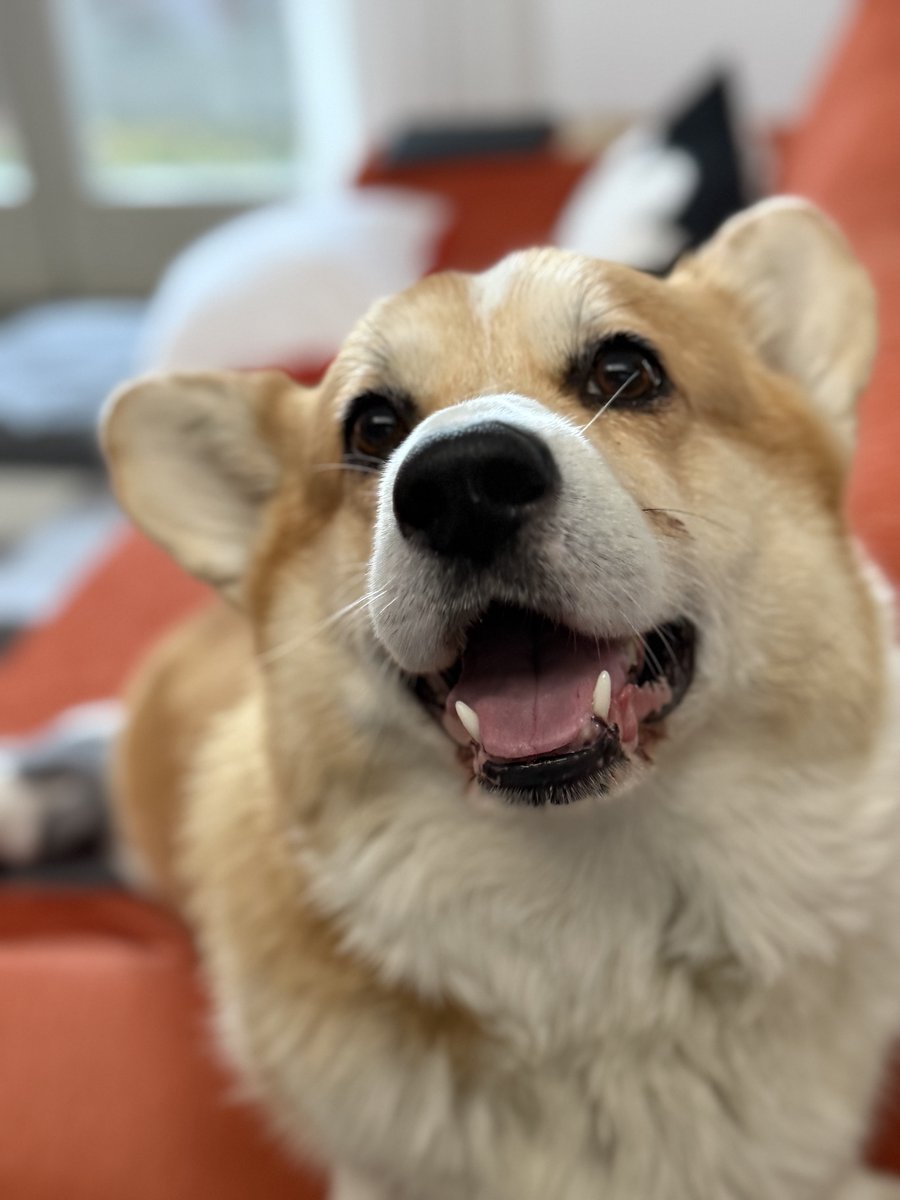 hoos_yerdaddy's tweet image. Kissy face, kissy face
.
.
.
#cheddar #corgi #welshcorgi