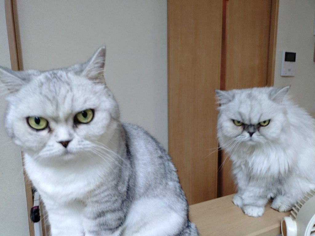 ねこてん ねこてん (@nekonekodo) / Posts / X