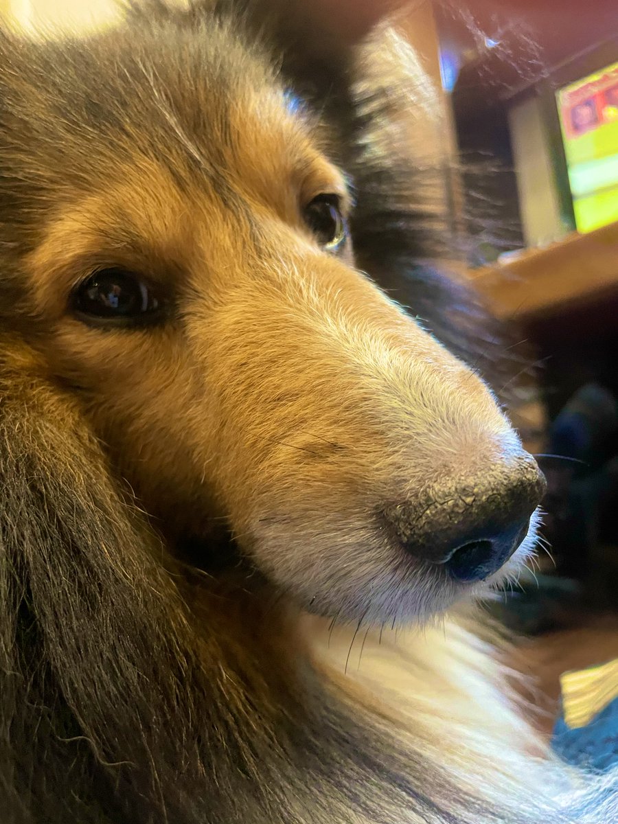 Sheltie_takeru's tweet photo. イッヌ兄は無事に手術も終わって経過良好です！少し元気出てきました！
下顎が半分無くなったので、ご飯食べる時は苦労してます(TT)
なんか良い方法がないか父ちゃんと母ちゃんで色々とコツを探してます。
イッヌ弟も元気です！
#エプリス #エナメル上皮腫 
#シェルティ #犬好きな人と繋がりたい https://t.co/uCDwDESVsZ