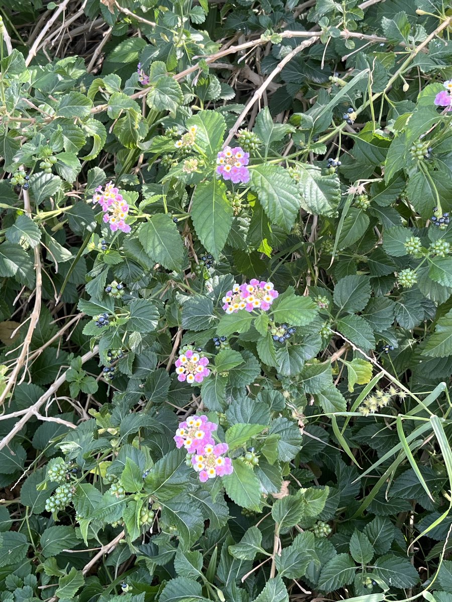 Sarrreta's tweet image. In case you haven’t seen a flowering raspberry before
