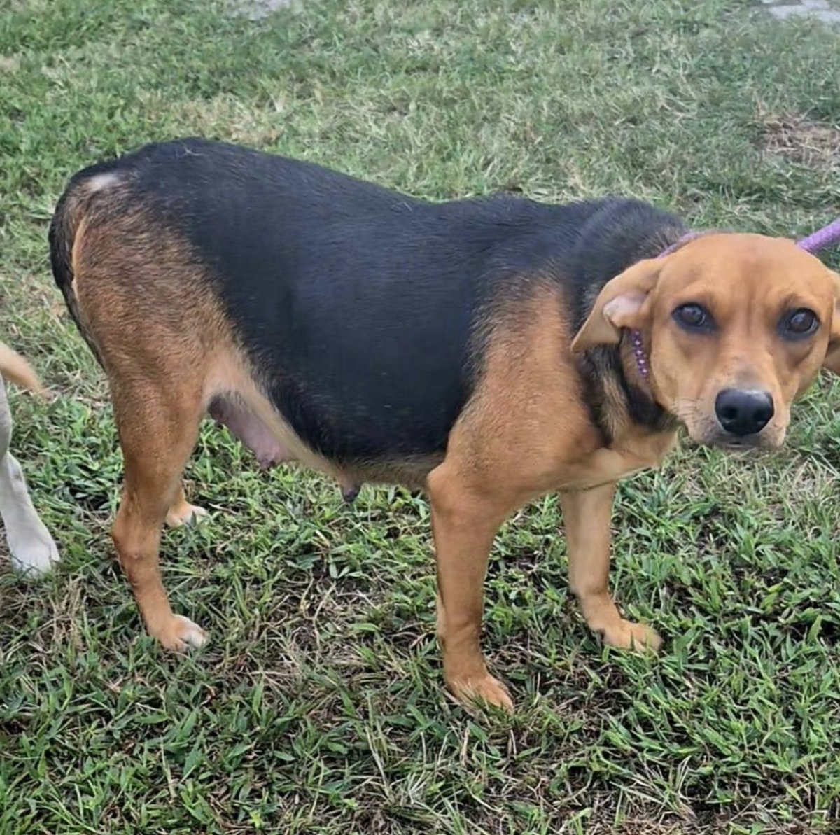 Pals!
It’s $5 Friday!
We saw a high kill shelter begging for rescue for this very pregnant momma &amp; we had ta help!
She deserves to be safe &amp; have her puppies in safety.
Her name is Meadow.
She matters. ♥️
rescuecoop.org/donate