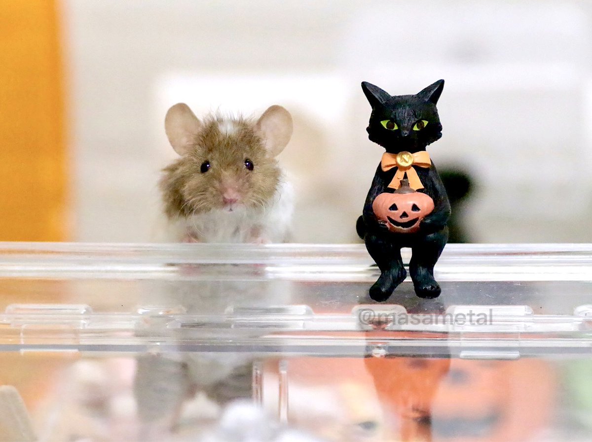 あと7日でハロウィン🎃来週の金曜日はいよいよハロウィンです🐭🐈‍⬛✨

#mouse 
#お空のこうしちゃん