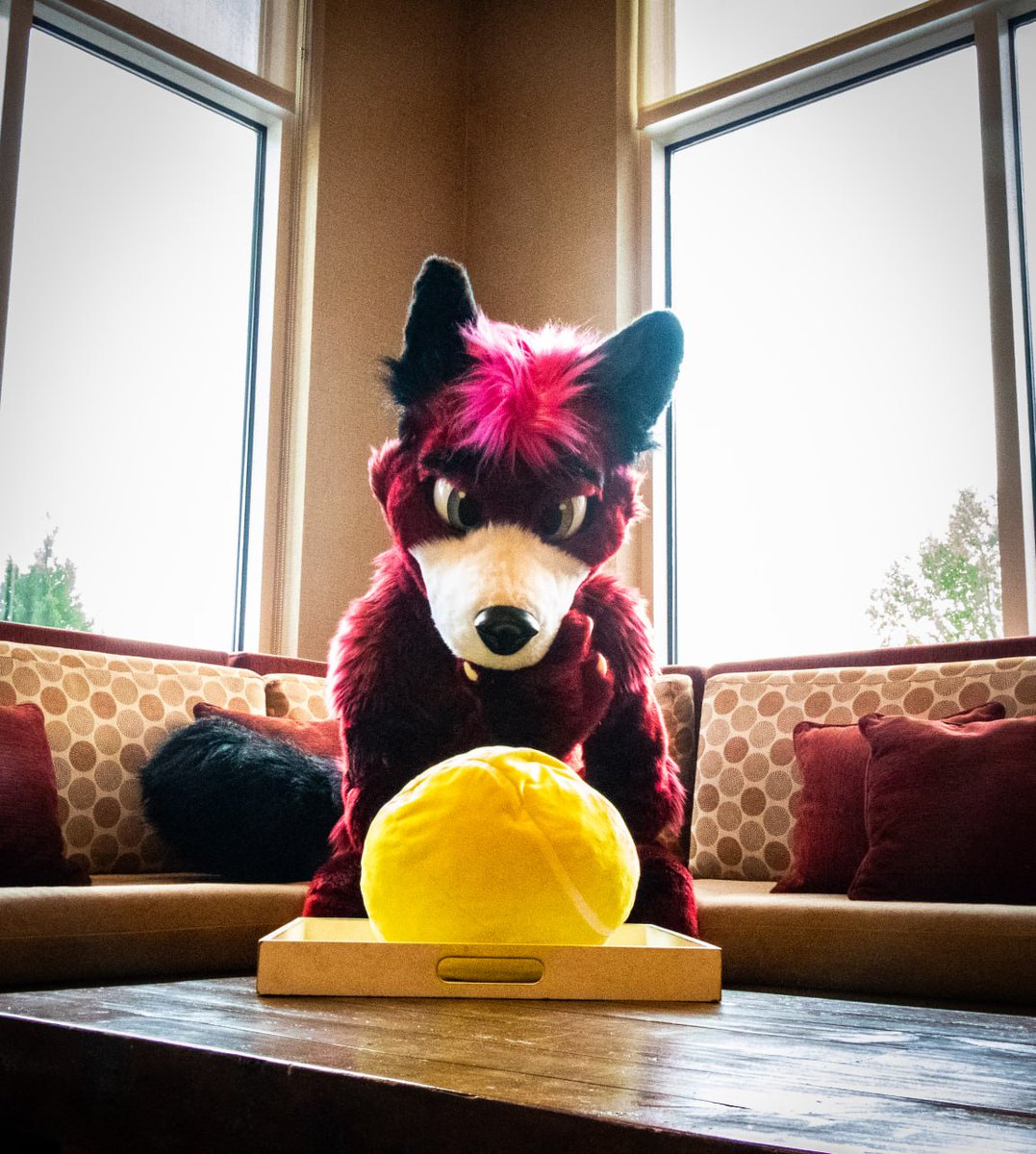 Razor WolfFox 🏳️‍🌈 🔜 TFF, FWA 2026 tweet media