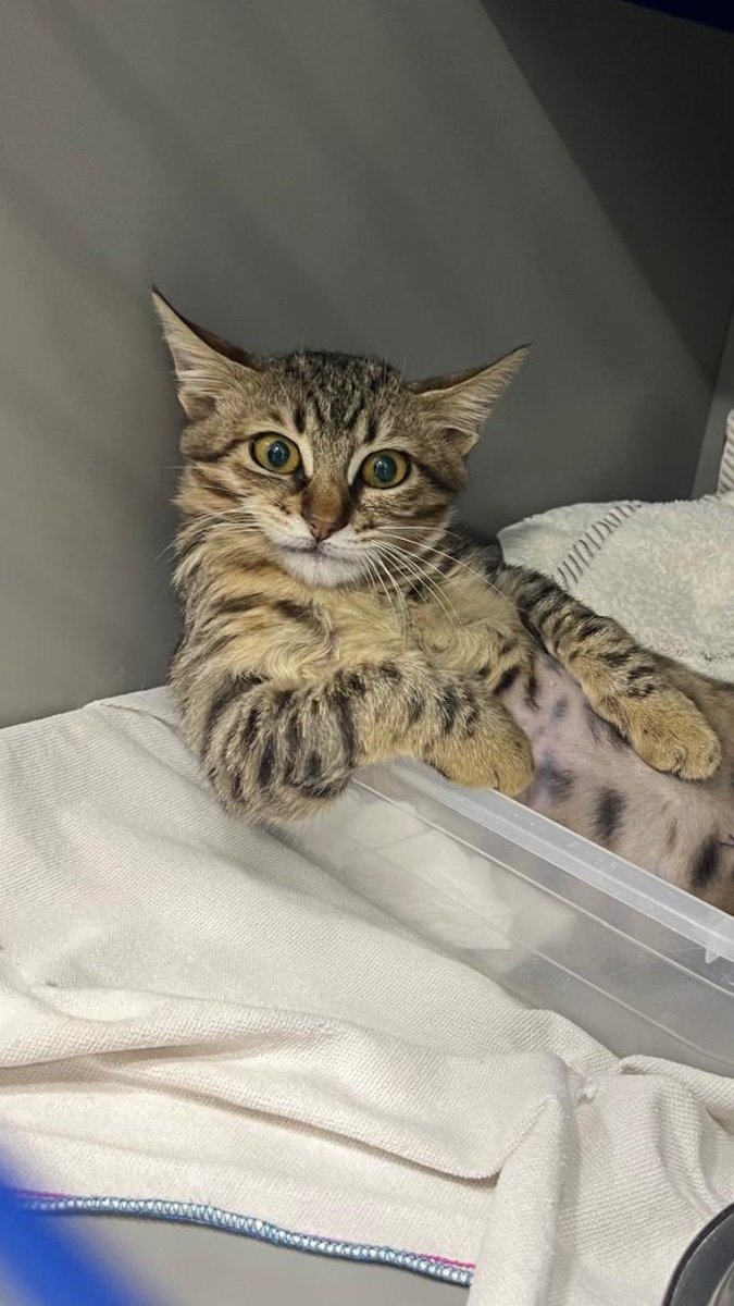 Kendisine muavin sahiplenmek isteyen çıkmaz mı?