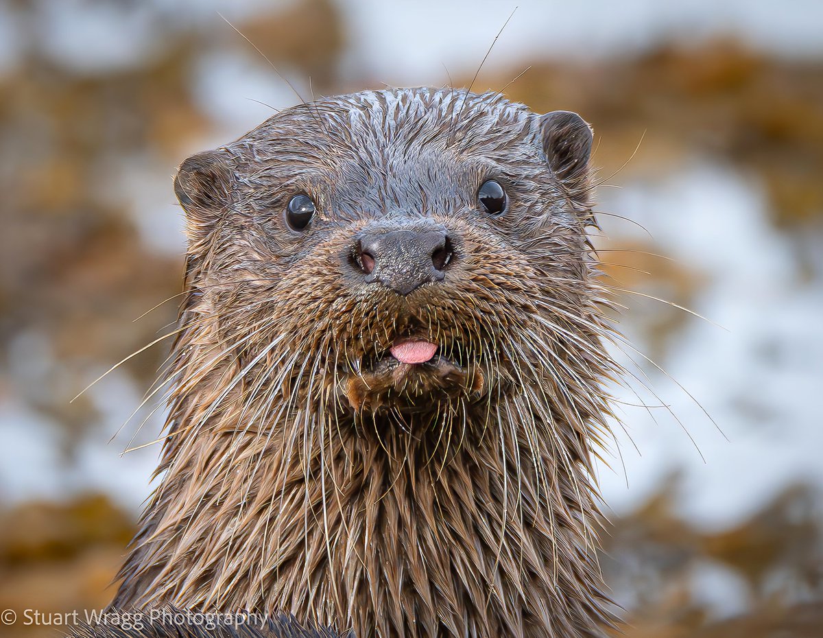 Stuart Wragg tweet media