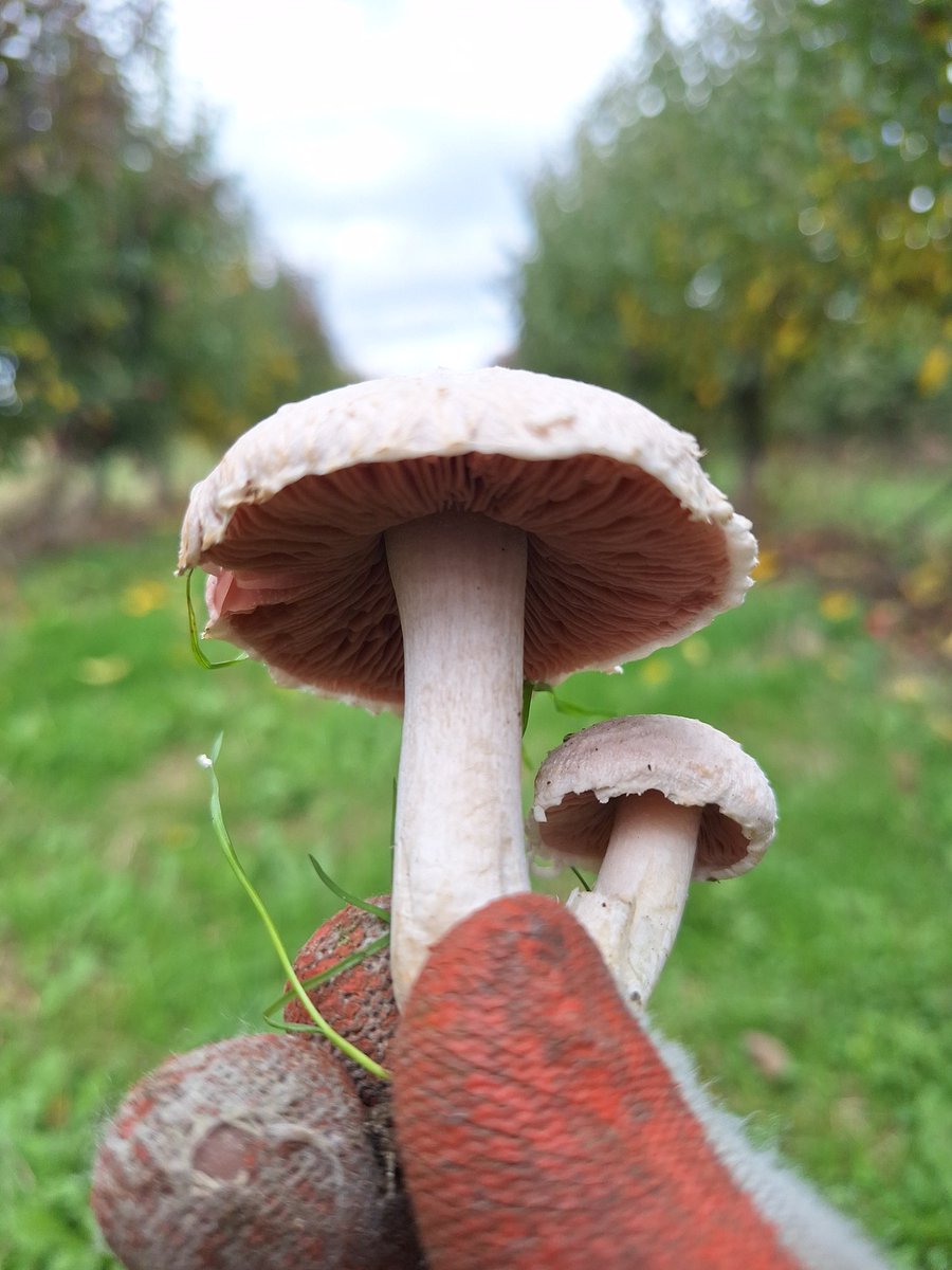 Печурчиња :)