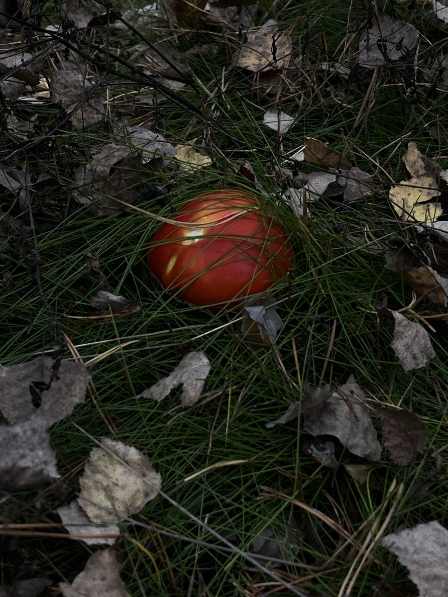 А, нє, не єдине 
От друге 
Грибочок 😊