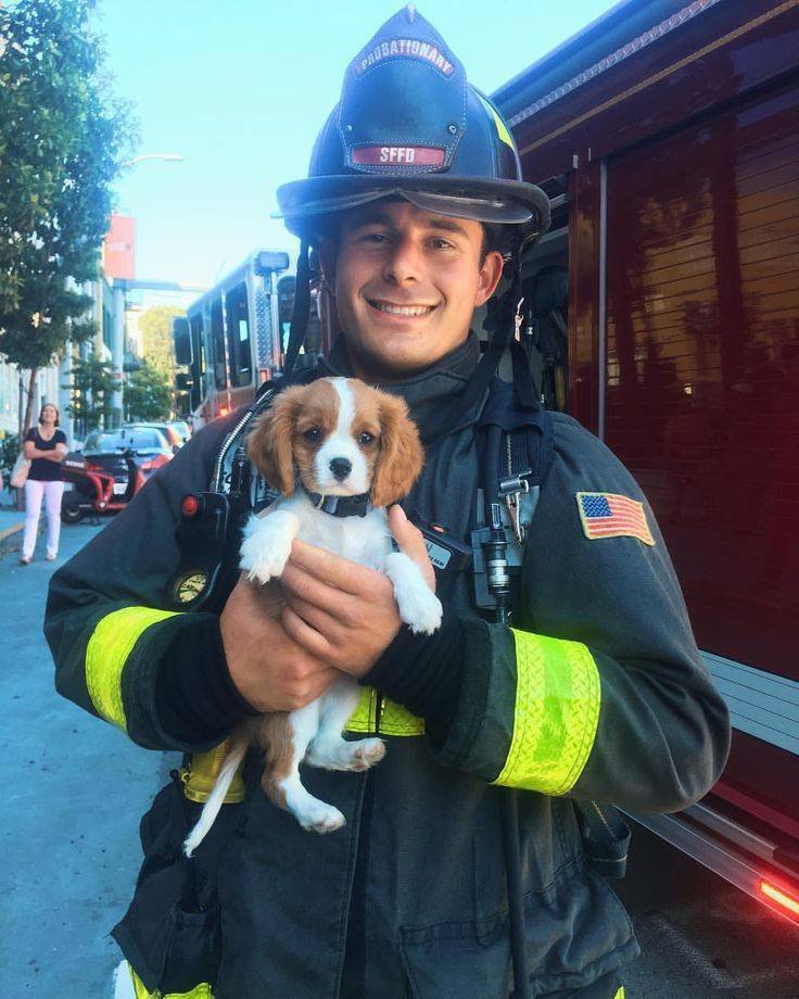 FIRE DOG!
#cavalierhealth