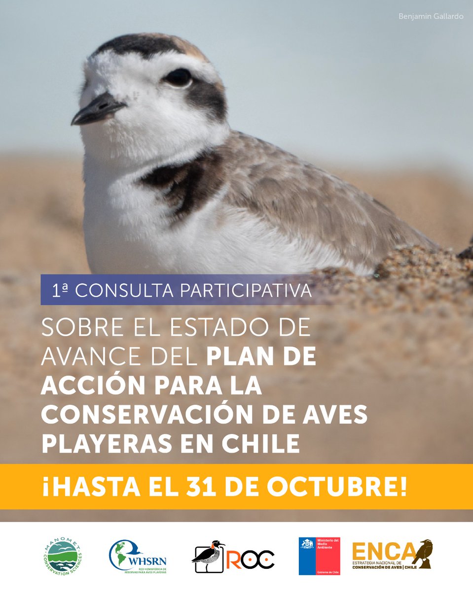 ¿Trabajas en Chile con aves playeras?
Participa en la Primera Consulta Nacional sobre el estado de avance del Plan de Acción para la Conservación de Aves Playeras en Chile.
Súmate respondiendo la encuesta en: 
docs.google.com/forms/d/e/1FAI…
Plazo: hasta el 31 de octubre!