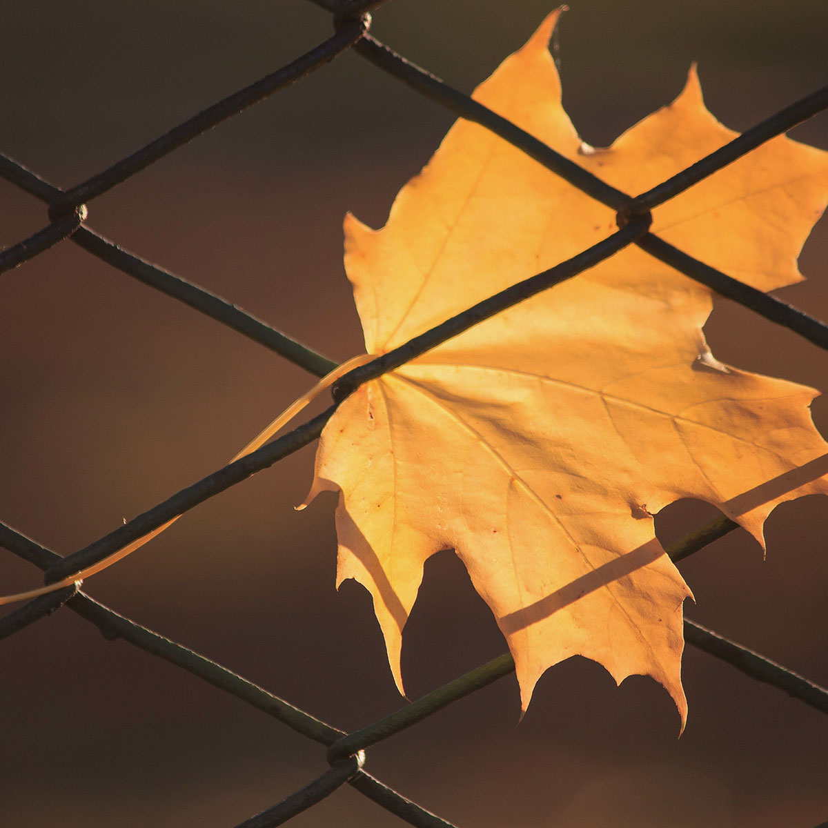 TurnerFenceLLC's tweet photo. Fall in love with your yard again! As the leaves change, now is the perfect time to install a fence. It offers security and privacy while blending beautifully with autumn’s colors.

Get in touch with Turner Fence to discuss your fall fencing project this season! 📱 (334) 444-9008 https://t.co/k9K6TCs5rU