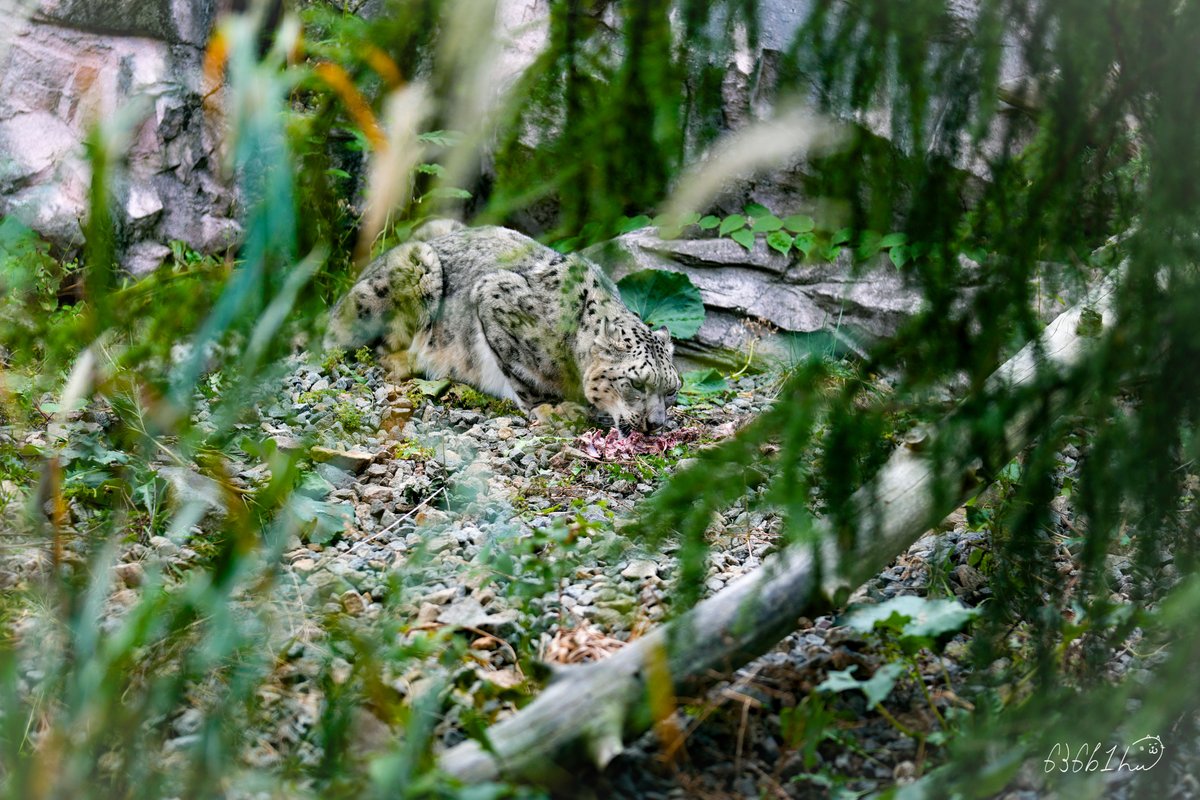 636b1h's tweet photo. ※調整して再投稿
#世界ユキヒョウの日
#WorldSnowLeopardDay
通常版より拡大した内容の
『世界ユキヒョウの日特別ガイド』をたくさんのギャラリーのみなさん、再会が嬉しい遠征者の方としっかり拝聴、
その後は何と
円山フブキにとって初の屠体給餌の取り組みが🦌✨
アクバルやシジムが経験した時と全く違う反応、個性をたっぷりと魅せてくれた、
日本のユキヒョウ界を背負って立つことになるかもしれない
フブキ。
#ユキヒョウ #フブキ
#snowleopard Fubuki
#円山動物園