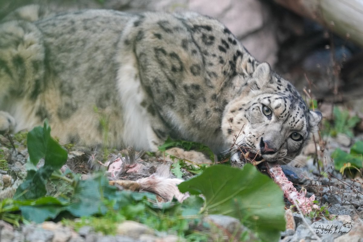636b1h's tweet photo. ※調整して再投稿
#世界ユキヒョウの日
#WorldSnowLeopardDay
通常版より拡大した内容の
『世界ユキヒョウの日特別ガイド』をたくさんのギャラリーのみなさん、再会が嬉しい遠征者の方としっかり拝聴、
その後は何と
円山フブキにとって初の屠体給餌の取り組みが🦌✨
アクバルやシジムが経験した時と全く違う反応、個性をたっぷりと魅せてくれた、
日本のユキヒョウ界を背負って立つことになるかもしれない
フブキ。
#ユキヒョウ #フブキ
#snowleopard Fubuki
#円山動物園