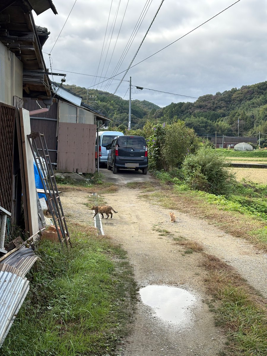 xlie_'s tweet image. 遠くからこれ見たあとに、近寄ったら突然これになったので、さすがにデカい声出た