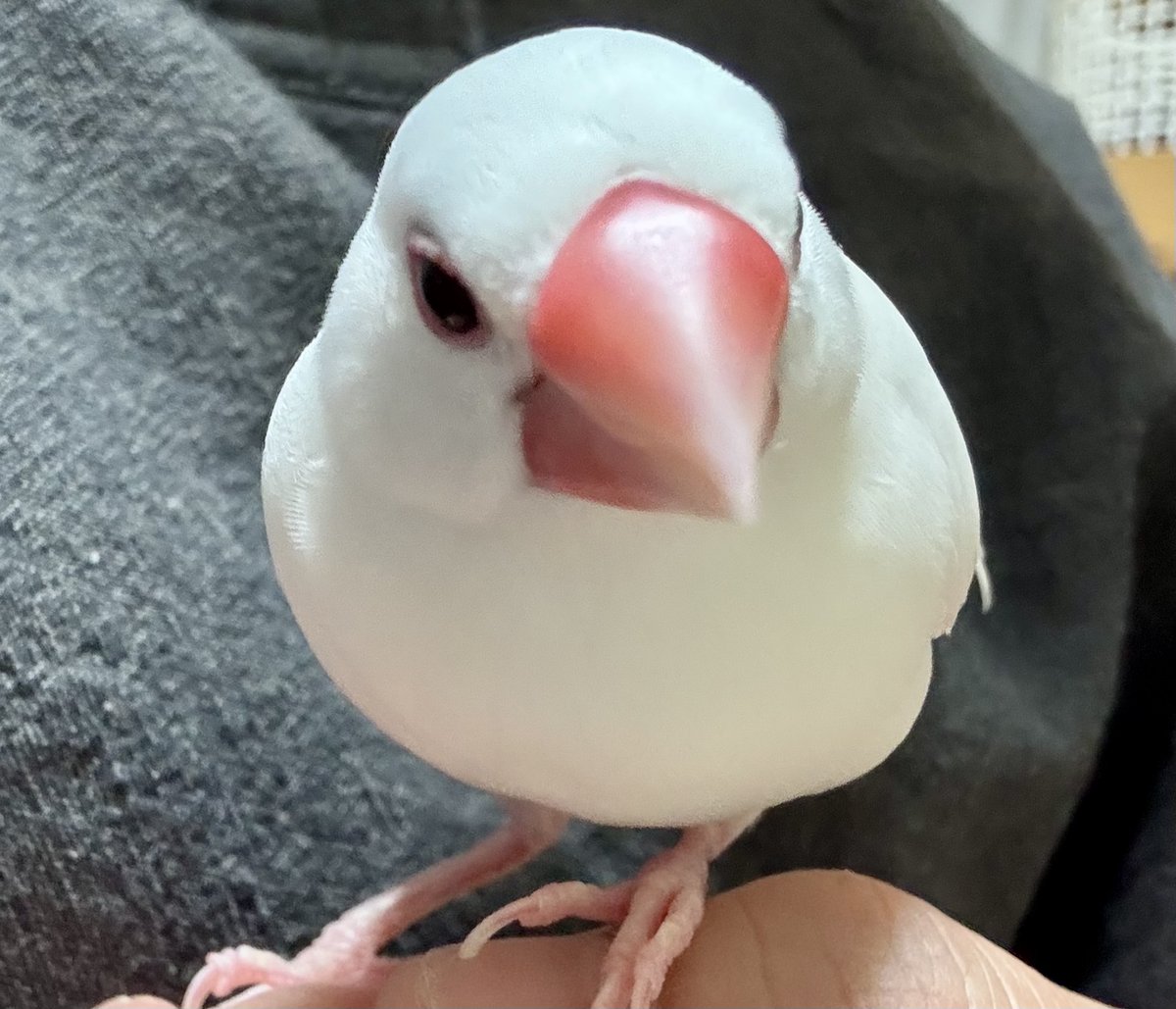 こちらはひよこ出品になります☺︎ ♪Good news coming in April 2025♪ 4月に嬉しいお知らせが