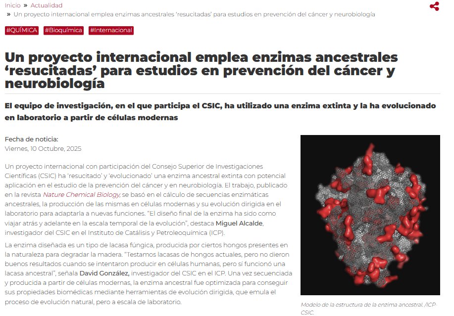 New press release is out 📢
Following the recently published work in Nature Chem Biol, Miguel and David highlight the impact of our international research project bringing ancestral enzymes into modern biomedicine. 
Read more here 👉 csic.es/es/actualidad-…
<a href="/CSIC/">CSIC</a> <a href="/ICP_CSIC/">Instituto de Catálisis y Petroleoquímica (CSIC)</a>