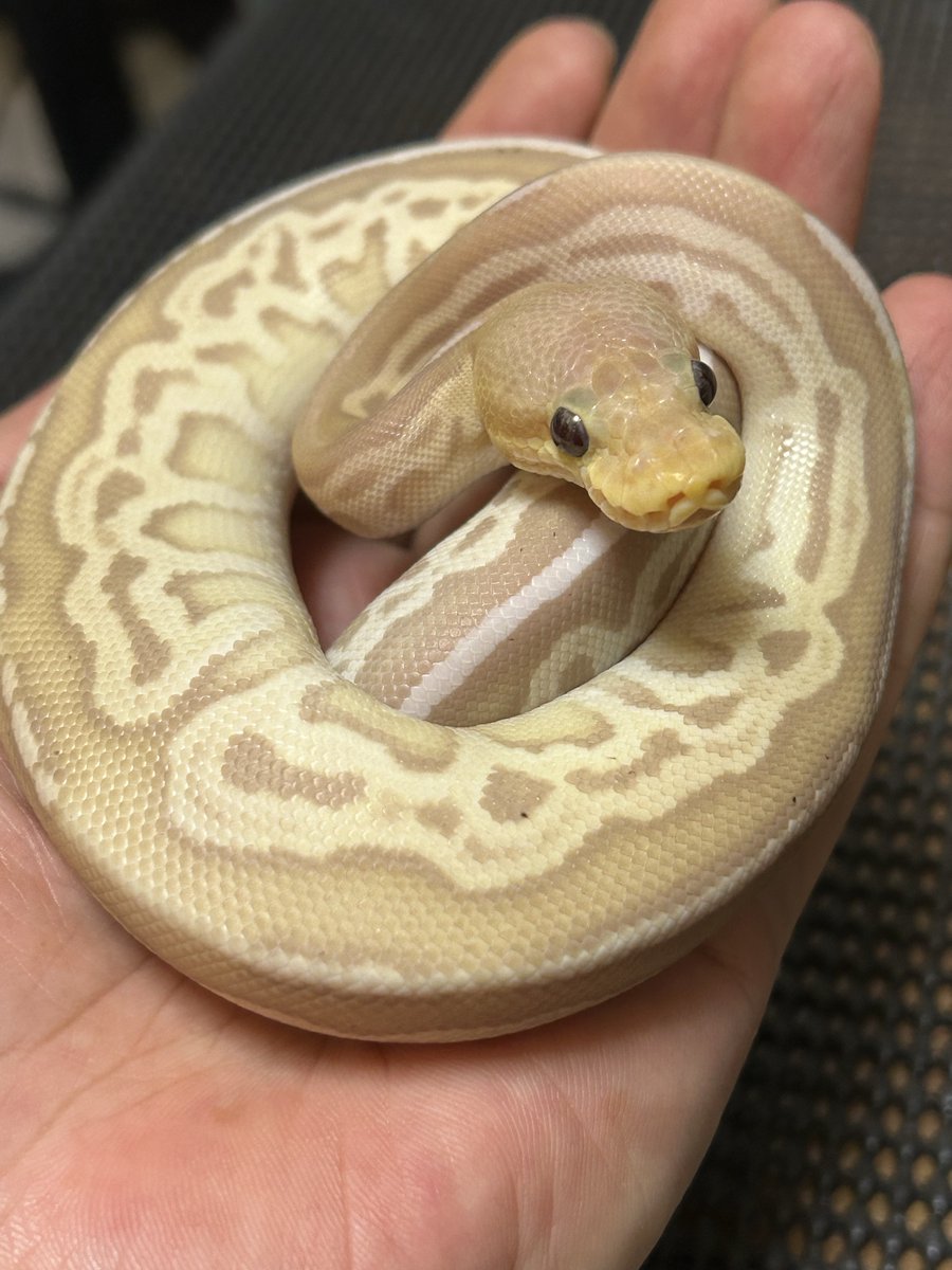 PacReptiles's tweet image. 期待の新人🐍
この2匹はたまらんです🥰
← オニキスYB♂
→ バナナガーゴイル♀