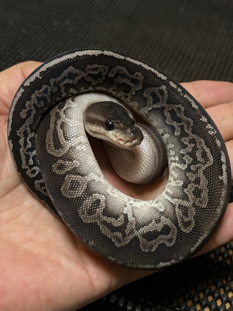 PacReptiles's tweet image. 期待の新人🐍
この2匹はたまらんです🥰
← オニキスYB♂
→ バナナガーゴイル♀