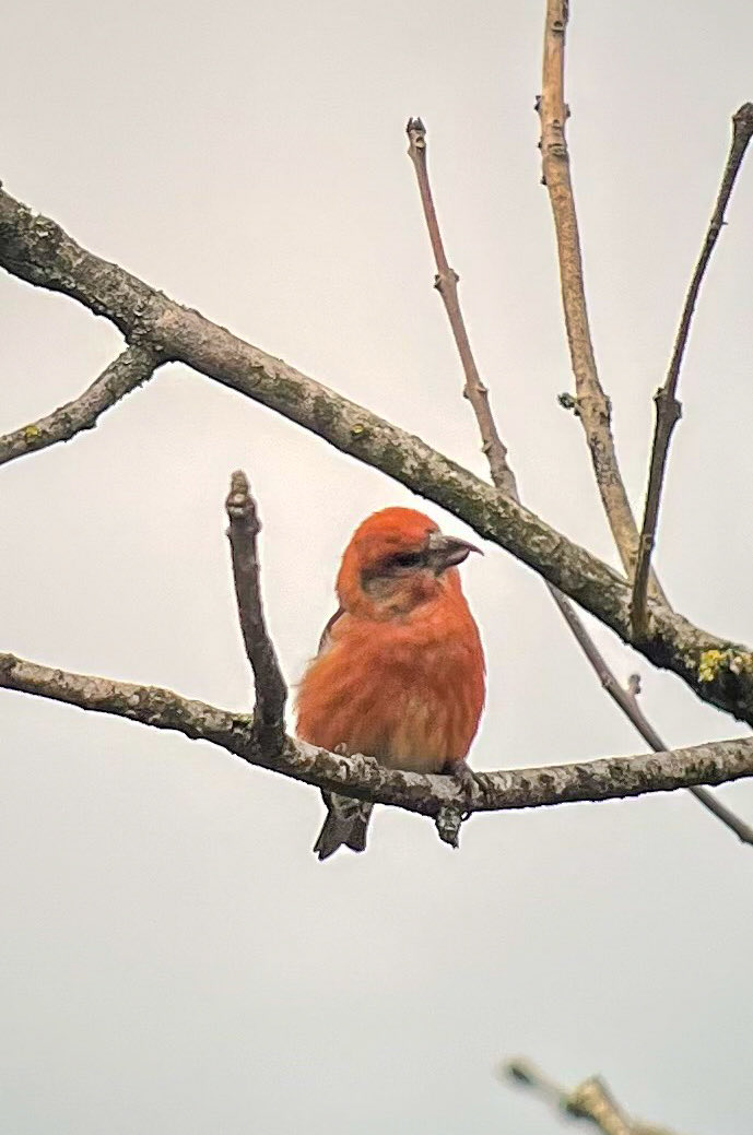 andybennett50's tweet photo. A walk around Haughmond Hill this morning, found 10 Crossbill with this 4 showing nicely https://t.co/myY9wsUyK4