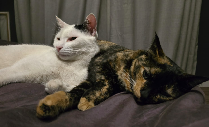 cake_whisperer's tweet photo. @heyshipz hello Rico... Love from Mischief and Midnight https://t.co/ScdFH4cKdu