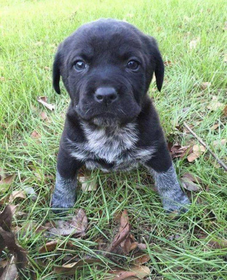 Dog Lovers tweet media