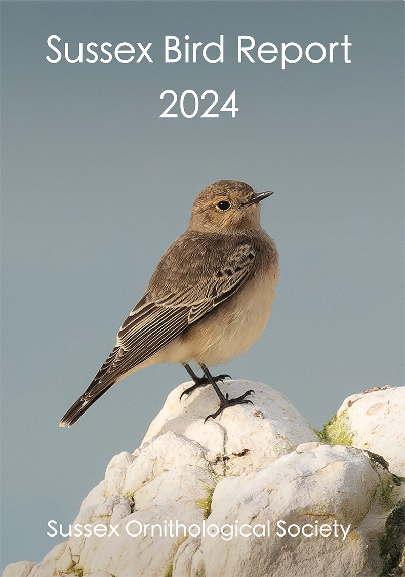 Sussex Ornithology tweet media