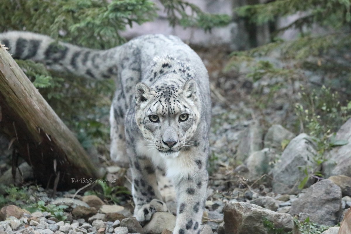 円山写ん歩
カッコよく歩く
***
Take a walk at Maruyama Zoo
He walks coolly
***
🐾
🐾
#円山動物園 #ユキヒョウ #フブキ
#maruyamazoo #snowleopard #fubuki