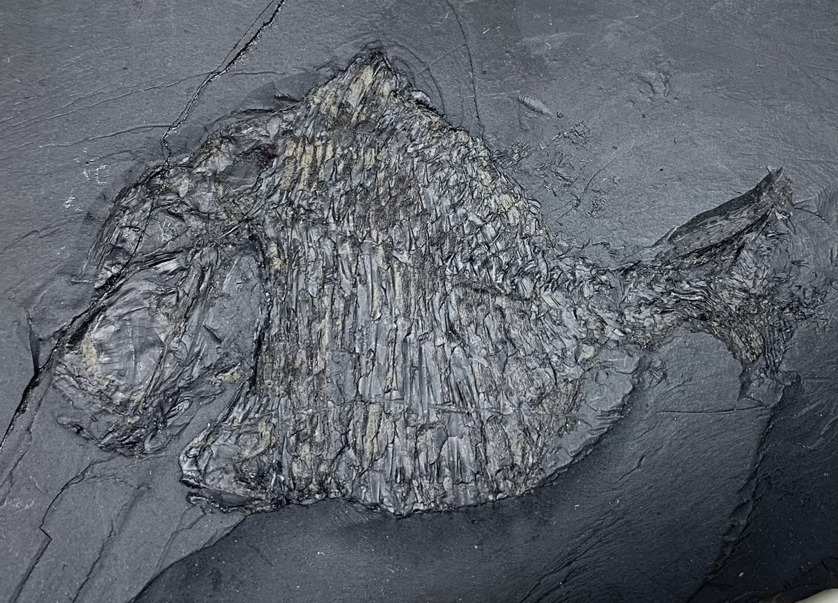 Palaeo Scene tweet media