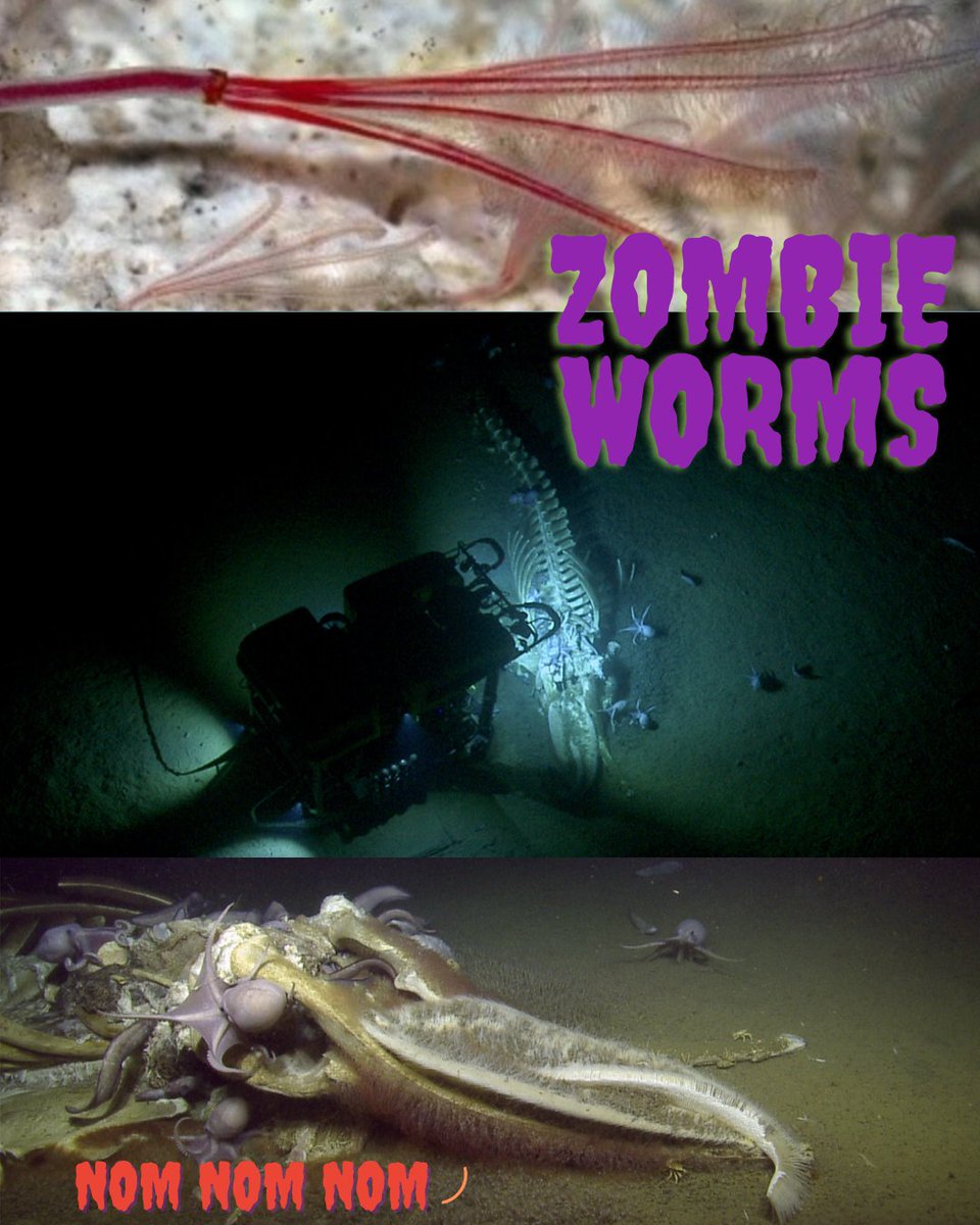 twilighted_eu's tweet image. #Halloween is getting closer! Our MARE-Madeira #YouthAmbassadors would like to share another #SpookyScience critter with you: Zombie Worms!