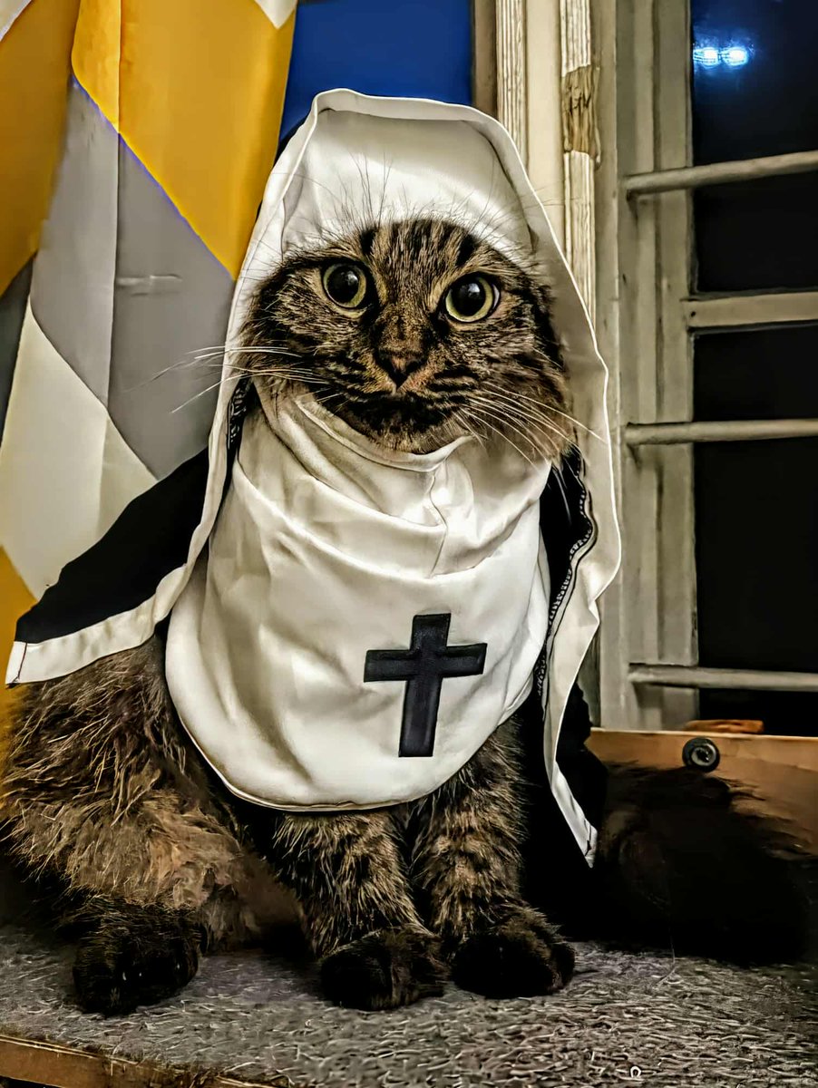 javan_lev's tweet image. My cat is ready for halloween 😂
