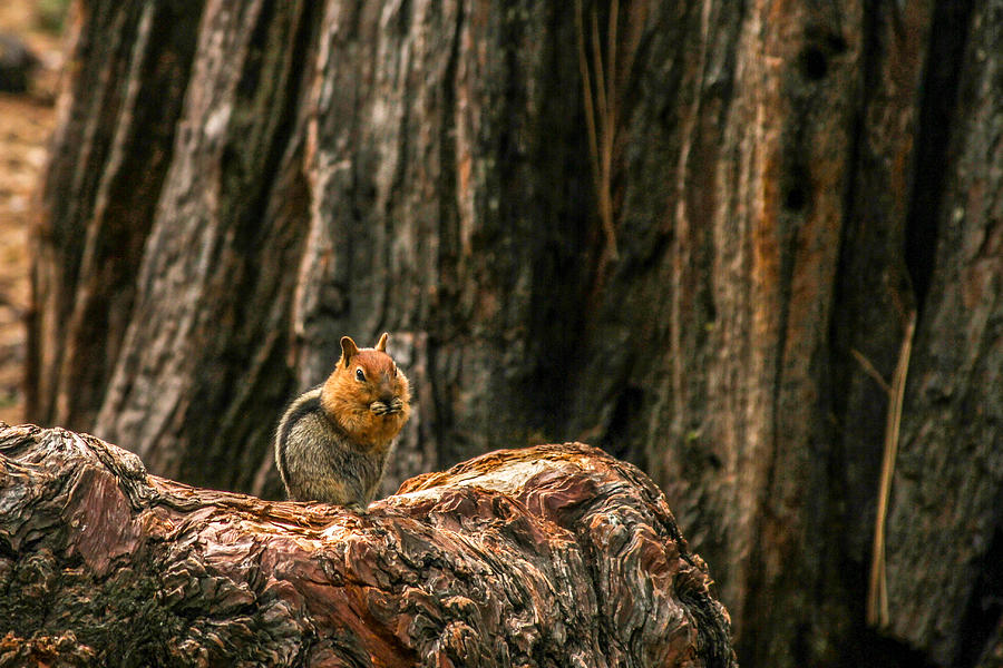 the_gallaghers1's tweet photo. Chipper
https://t.co/cLvqc0jVV6

#Chipper #BillGallagherPhotography #Chipmunk #Nature #NatureLovers #Redwood #WallArt #BuyIntoArt #AYearForArt #GiftIdeas https://t.co/auJiWS4t0r