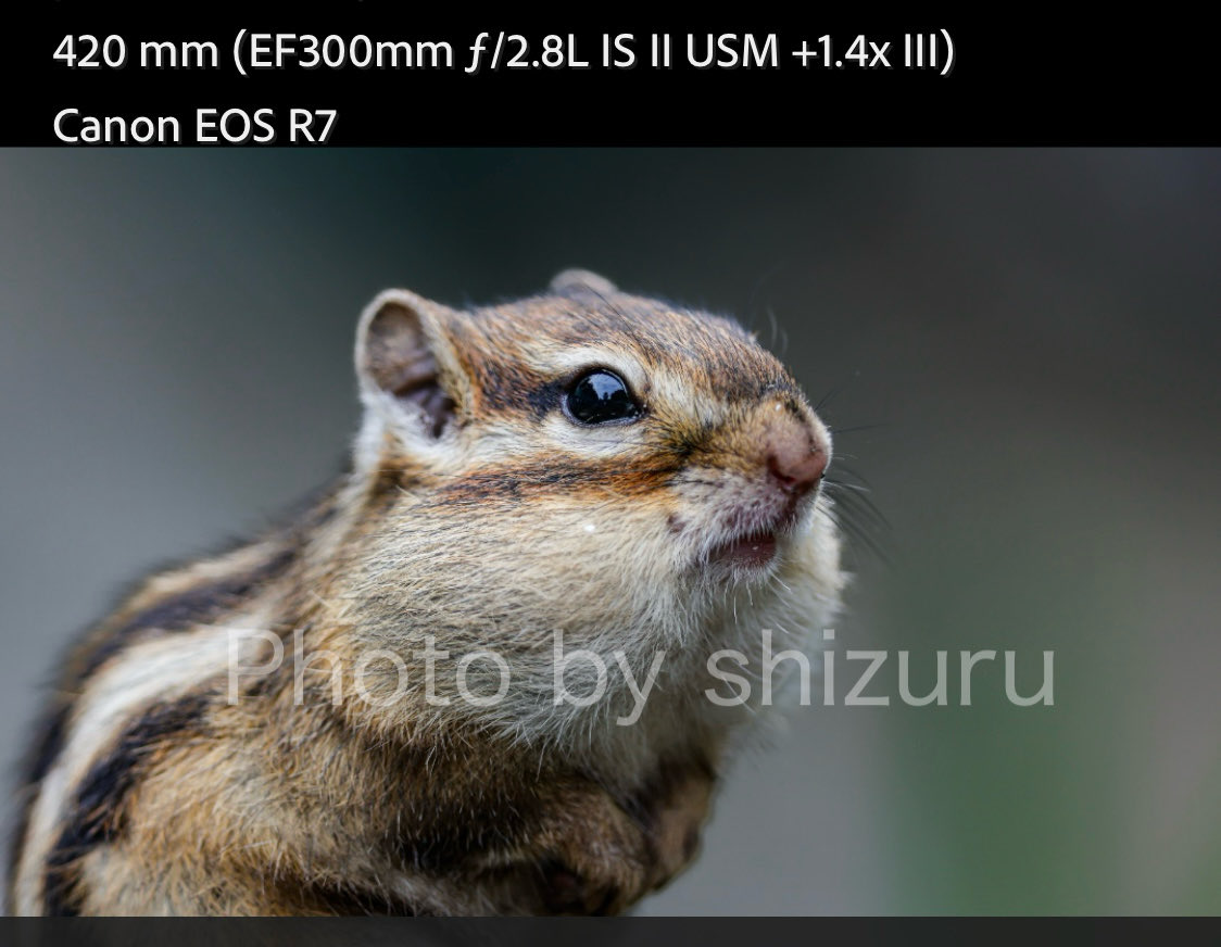 🍊しずる🇯🇵へっぽこ鳥好き🍊 on X