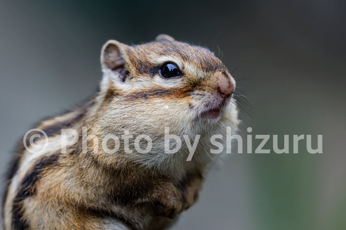 アイリスサイン SSPharukaze List of Japanese HARUKAZE [Weiss Schwarz Rose] Singles