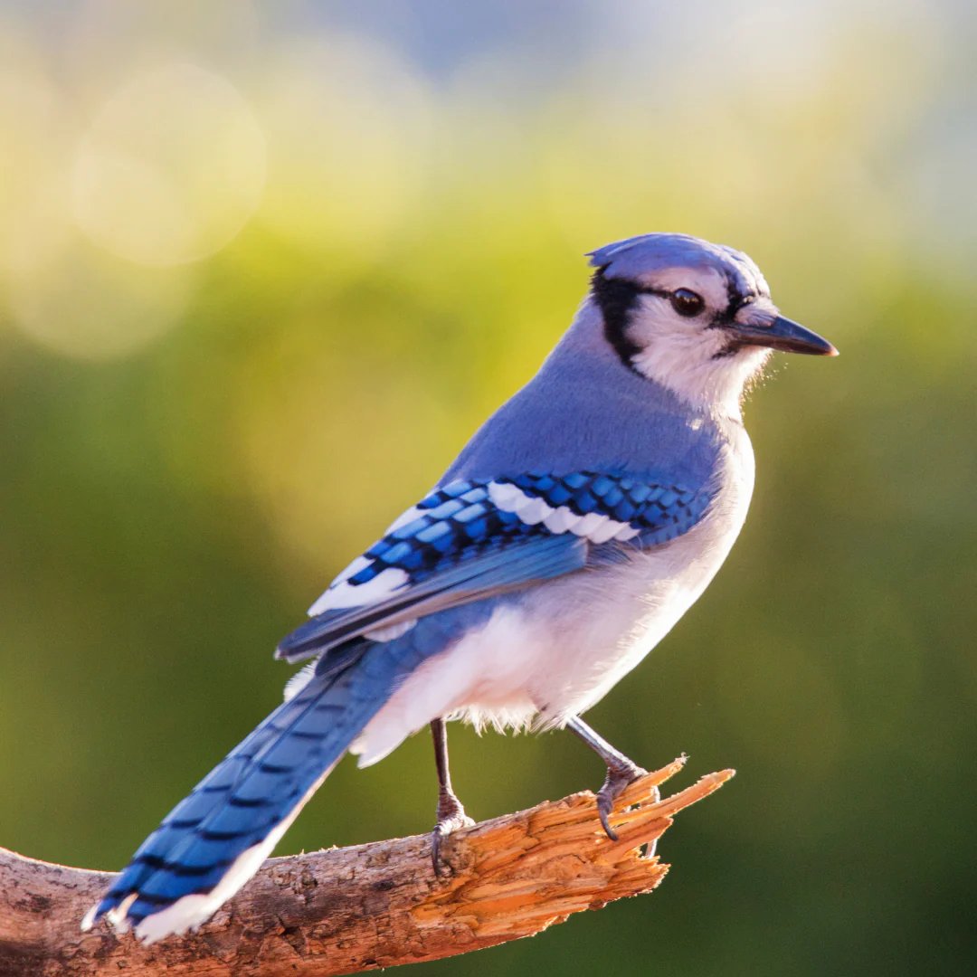 you are now aware that blue jays are corvids