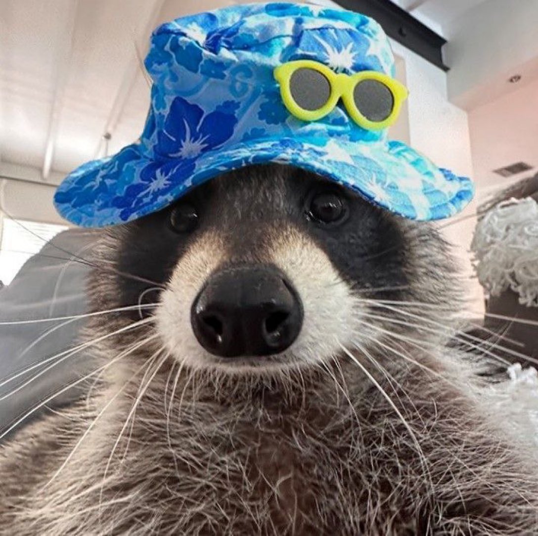 제가 요즘 빠진 라쿤 사진이에요