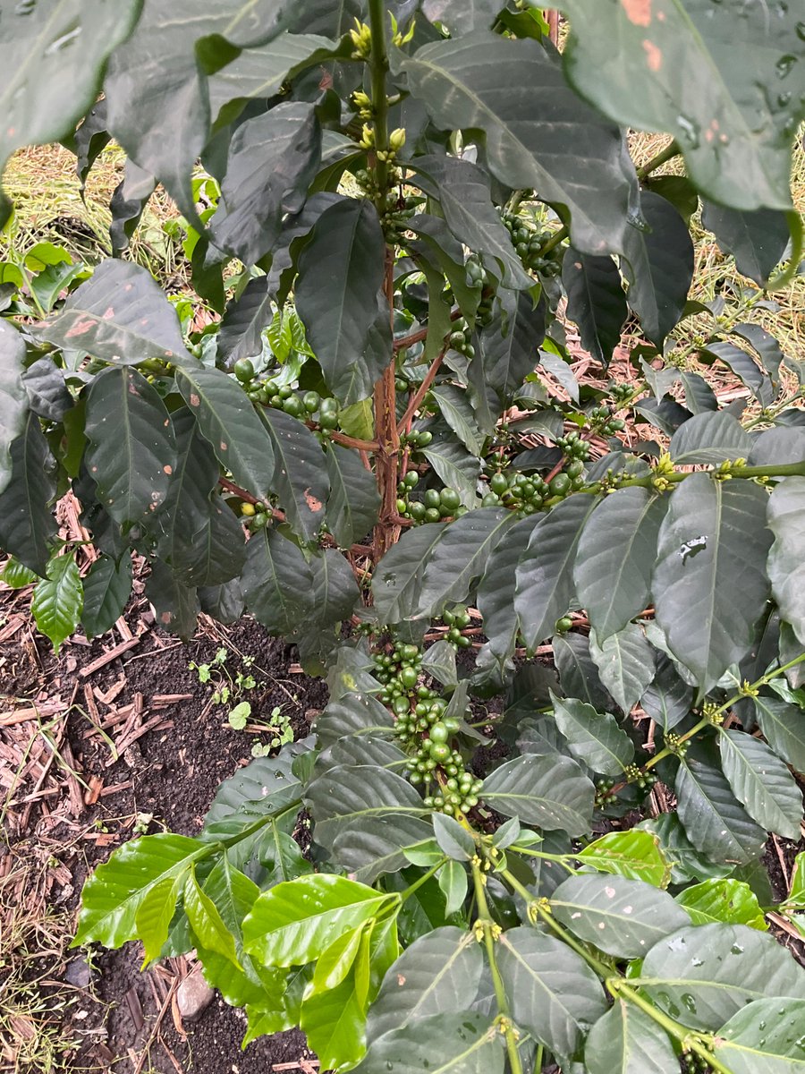 tomceze's tweet photo. So now I will be showing off #rockStarGardener skills.
#arabica #SL28
ONLY 1 year old! No chemicals, bio treatments only! Bio eco organic #superOrganic #UgandanCoffee.
It’s not only this one, it’s all the garden!
… drops the mike
#coffeeFarm #organicCoffee
F YEAH!!!!! https://t.co/mrwVBrpSby