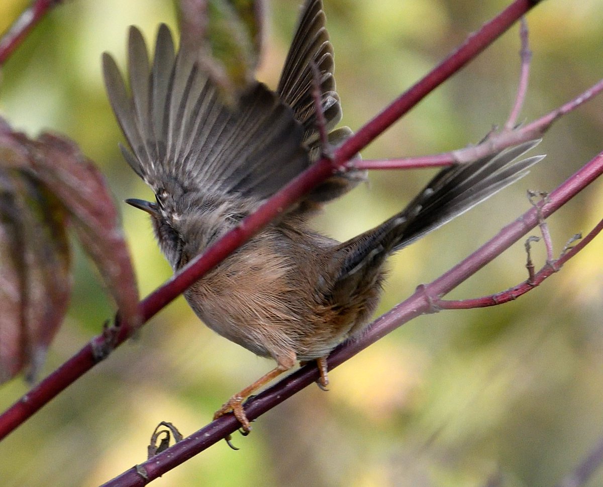 Dartford Warbler still at Gorhambury along footpath adjacent to pond early afternoon in good company of  <a href="/SimonOsborn15/">Simon O</a>. Very illusive as often keeping to the other side of the hedgerow <a href="/Hertsbirds/">Herts Bird News</a>