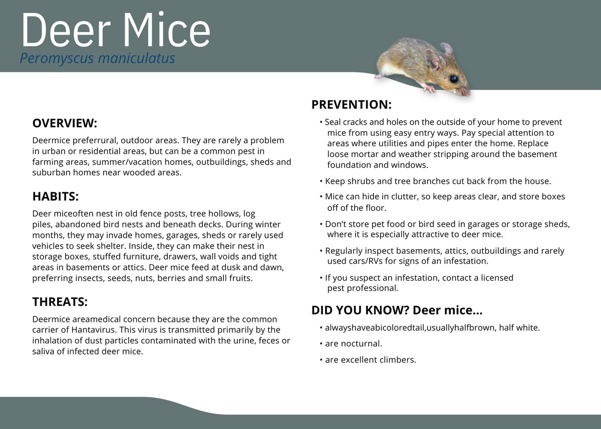 Hawx_Pest_Ctrl's tweet image. It’s Rodent Awareness Week! Today’s focus: the field mouse (deer mouse)—an outdoor dweller that moves indoors as temperatures drop. Learn the risks and how to keep them out for good.
Call Hawx at 855-790-5508.
#hawx #hawxsmartpestcontrol #RodentAwarenessWeek #FieldMouse…