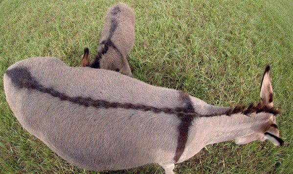 Diegoranchinc's tweet photo. If you go back in time, donkeys have been used to heal. One of the most fascinating facts I've found is , during the Middle Ages, Europeans used hairs from the (cross) on a donkey as folk remedies to cure illnesses. Also around 1400 AD, one physician listed riding backwards on a donkey as a cure for scorpion stings. Anyone else know of something ???
CHECK OUT OUR PINNED POST ON OUR PAGE.