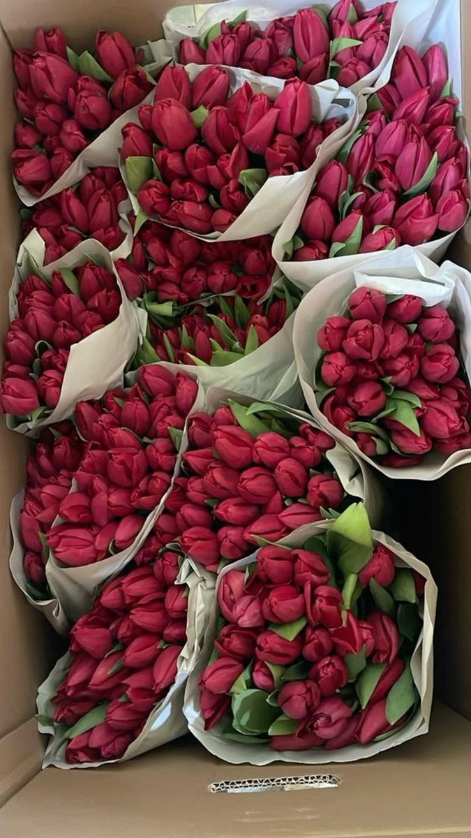 Only Tulips (@tutututututulip) on Twitter photo 